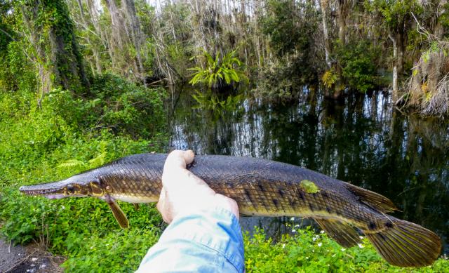 Florida Gar (Lepisosteus platyrhincus)