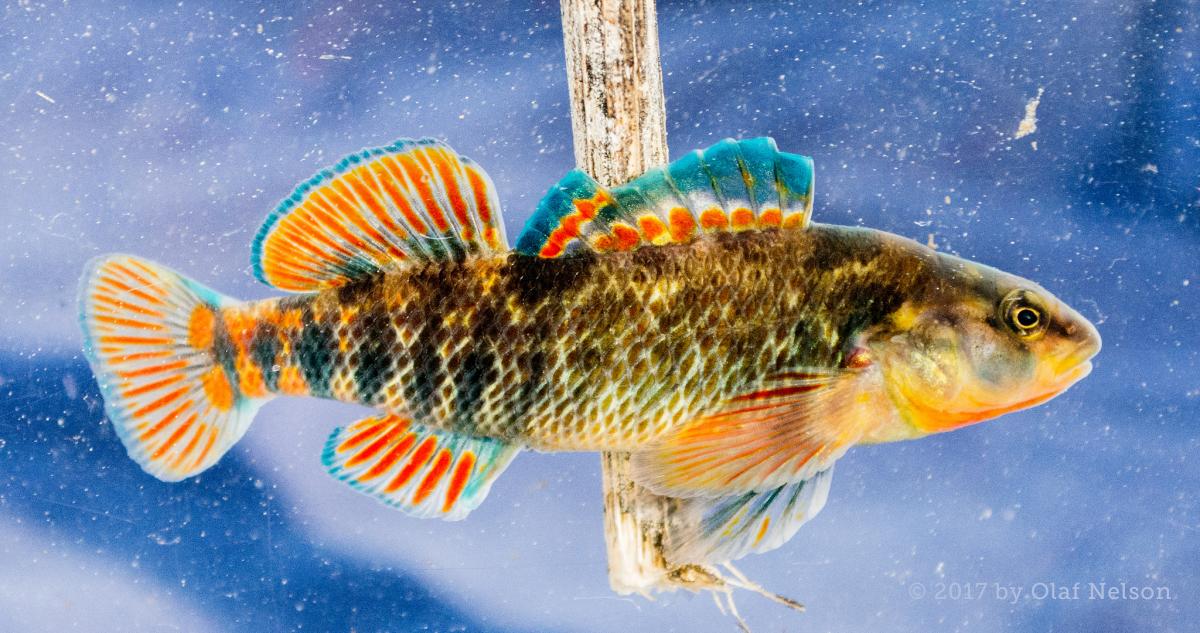 Rainbow Darter (Etheostoma caeruleum)