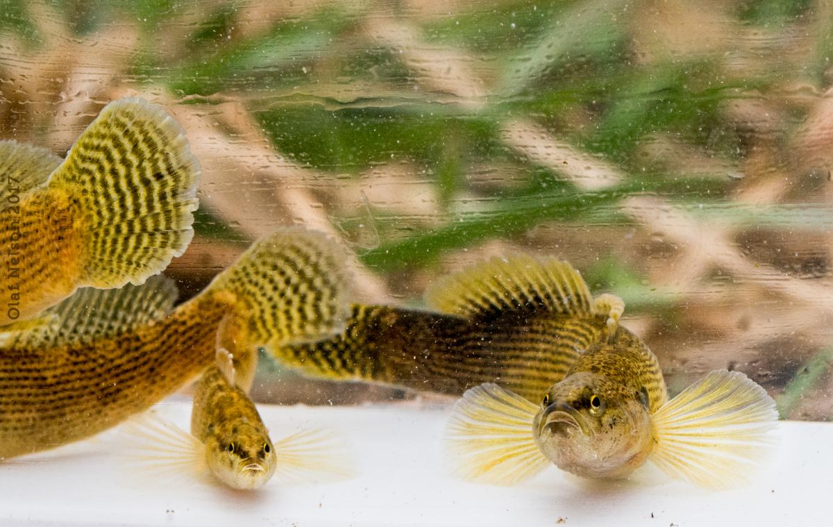 Fantail Darters (Etheostoma flabellare)