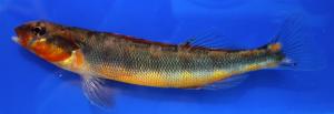 Gilt Darter