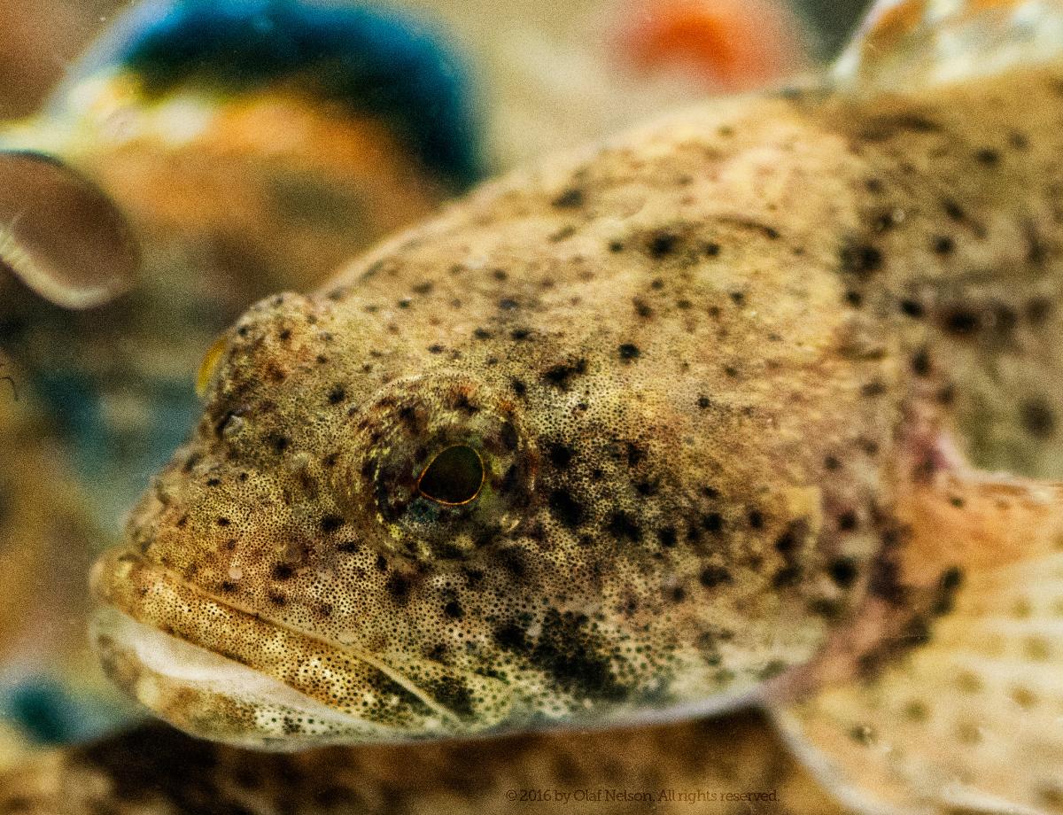 Mottled Sculpin (Cottus bairdii)