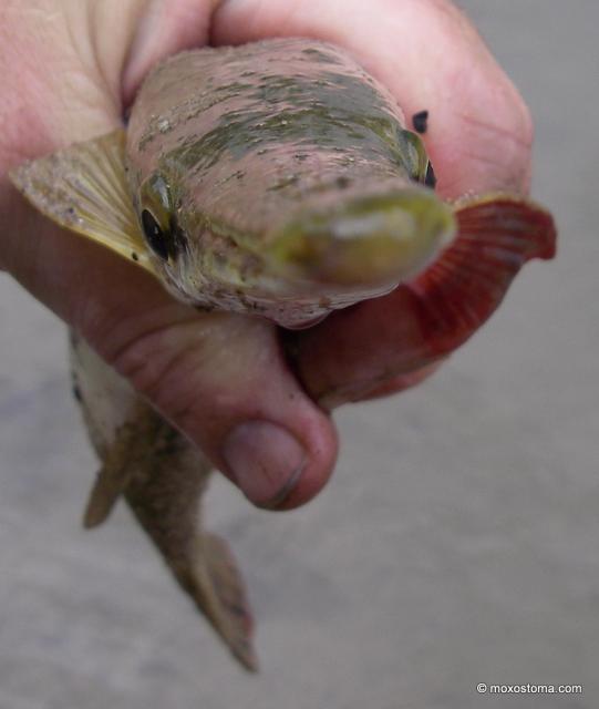 Shortnose Gar (Lepisosteus platosomus) head-on