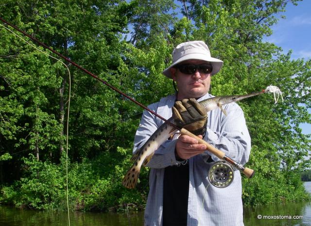 Longnose Gar (Lepisosteus osseus) on a fly