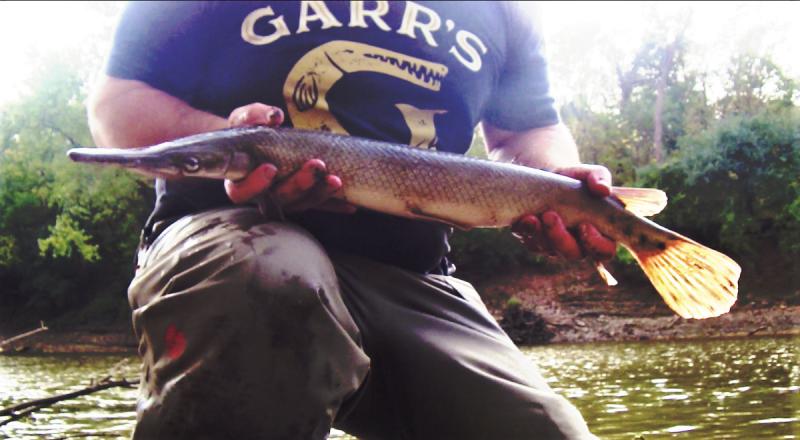 Shortnose Gar (Lepisosteus platostomus)