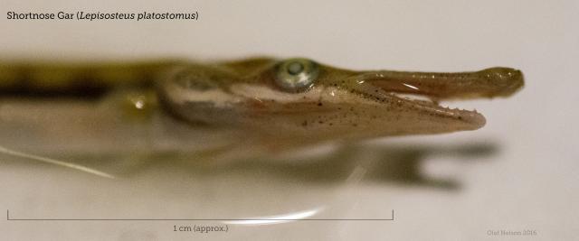 Young-of-the-year Shortnose Gar (Lepisosteus platostomus)