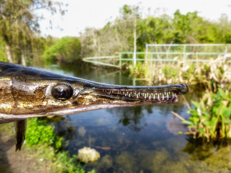 Florida Gar (Lepisosteus platyrhincus)