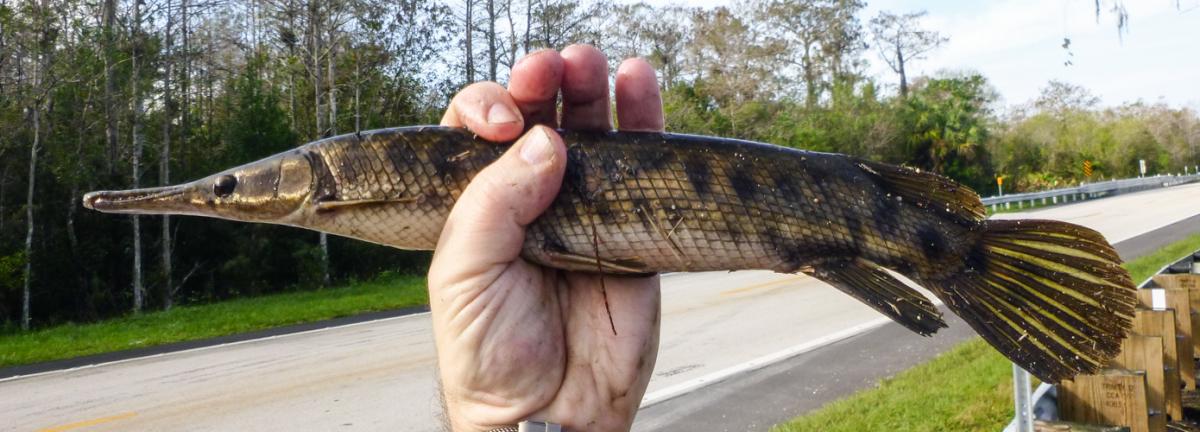 Florida Gar (Lepisosteus platyrhincus)