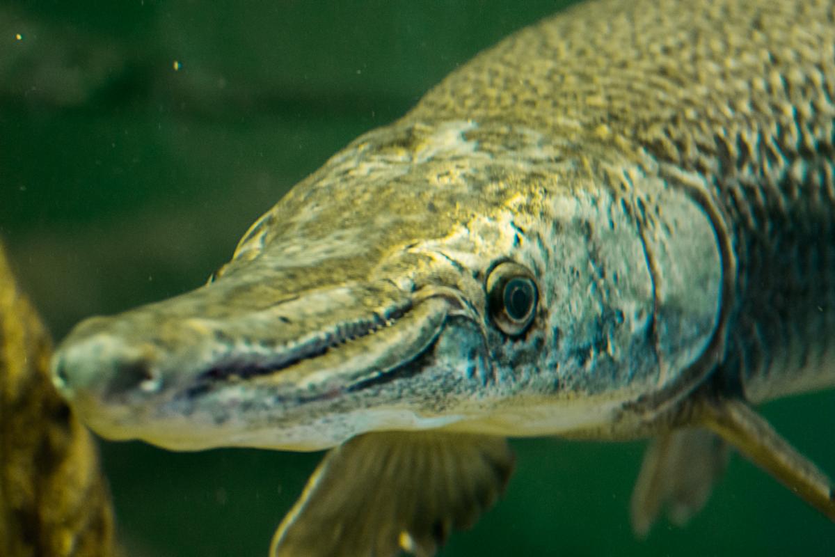 Alligator Gar (Atractosteus spatula)