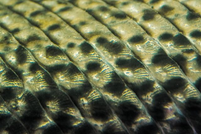 Alligator Gar (Atractosteus spatula) scales