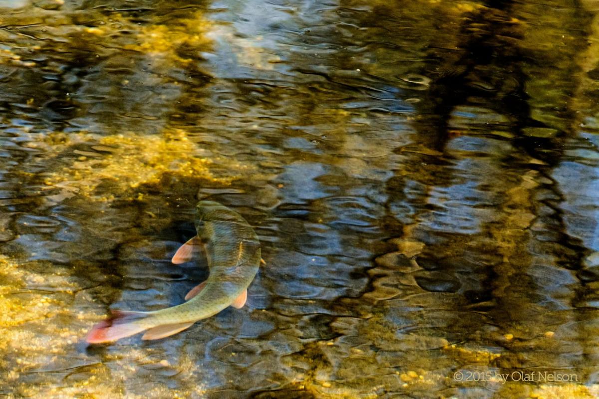 Shorhead Redhorse (Moxostoma macrolepidotum) during spawn