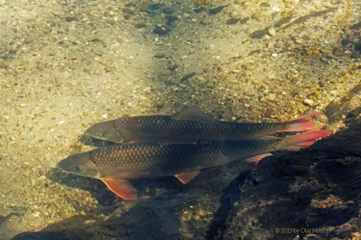 Shorthead Redhorse (Moxostoma macrolepidotum) during spawn