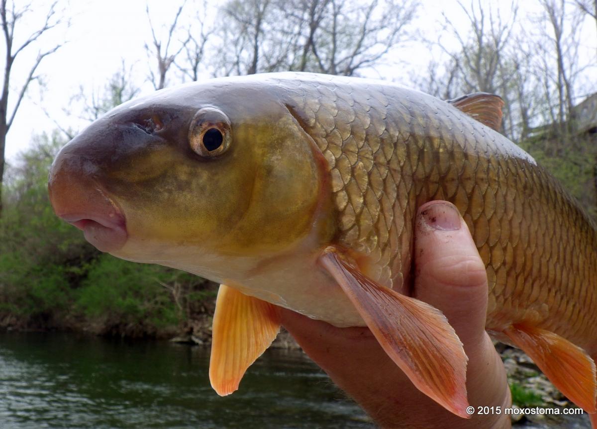 Shorthead Redhorse (Moxostoma macrolepidotum) during spawn