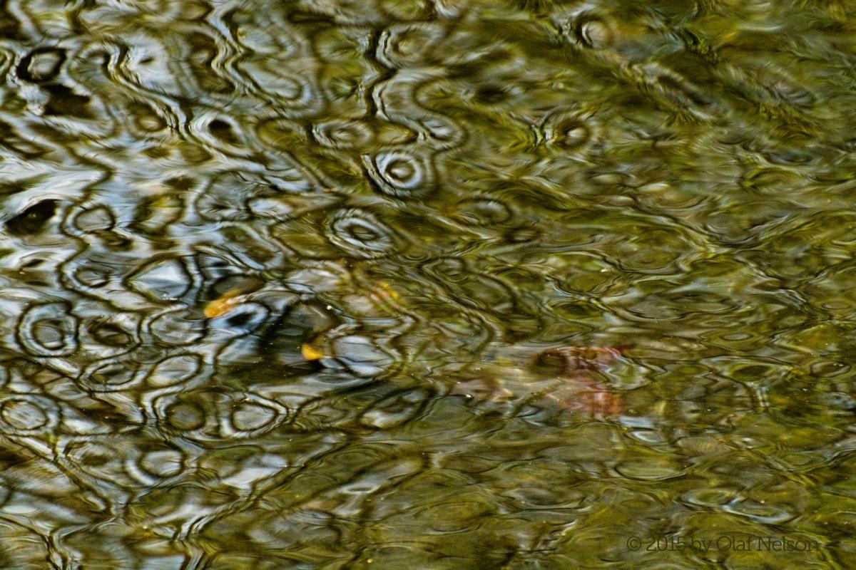 Shorthead Redhorse (Moxostoma macrolepidotum) during spawn