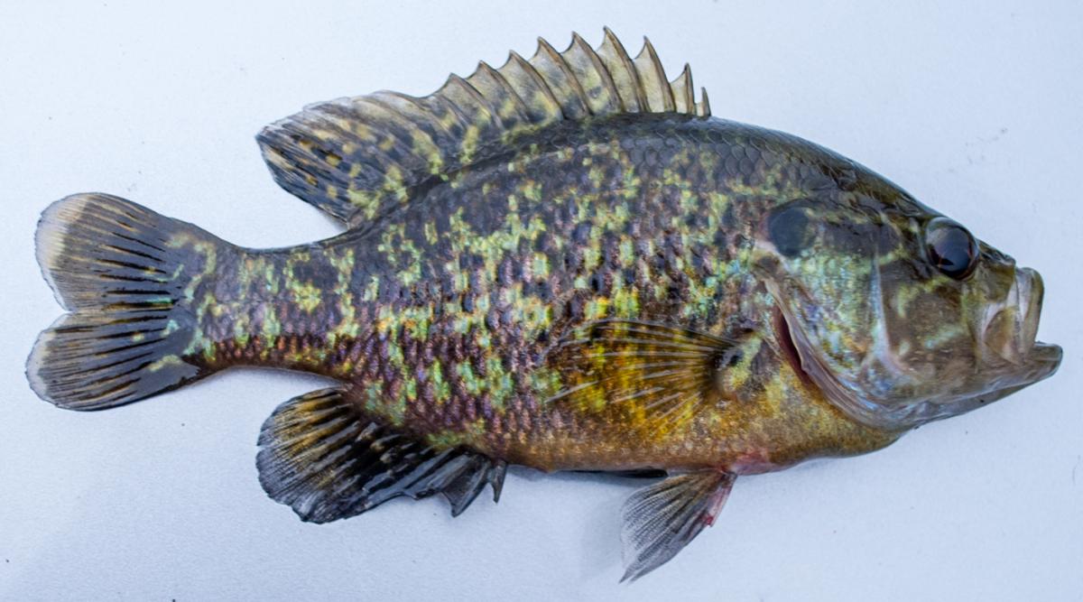 Warmouth Sunfish (Lepomis gulosus)