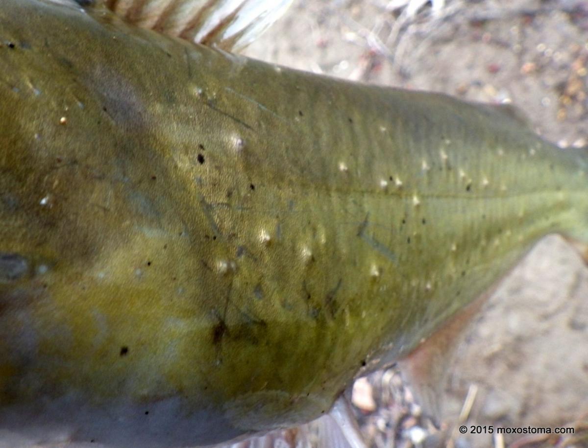 Channel Catfish (Ictalurus punctatus) with parasites