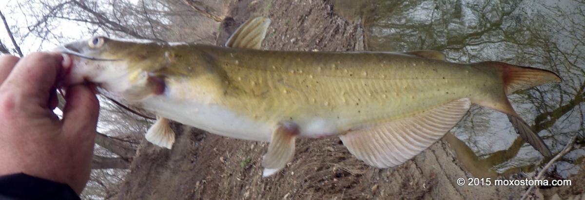 Channel Catfish (Ictalurus punctatus) with parasites