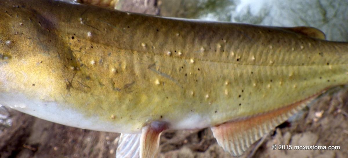 Channel Catfish (Ictalurus punctatus) with parasites