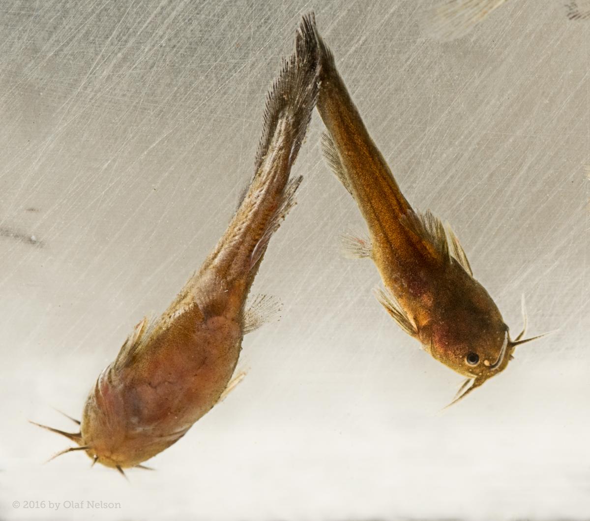 Tadpole Madtoms (Noturus gyrinus)