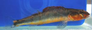 Gilt Darter