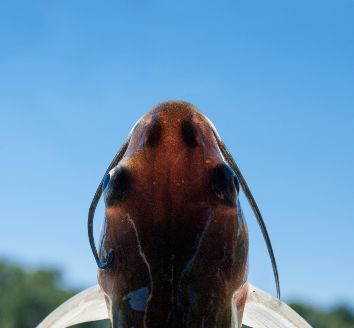 Channel catfish (Ictalurus punctatus)