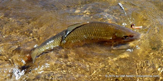 Silver Redhorse (Moxostoma anisurum)