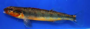 Gilt Darter