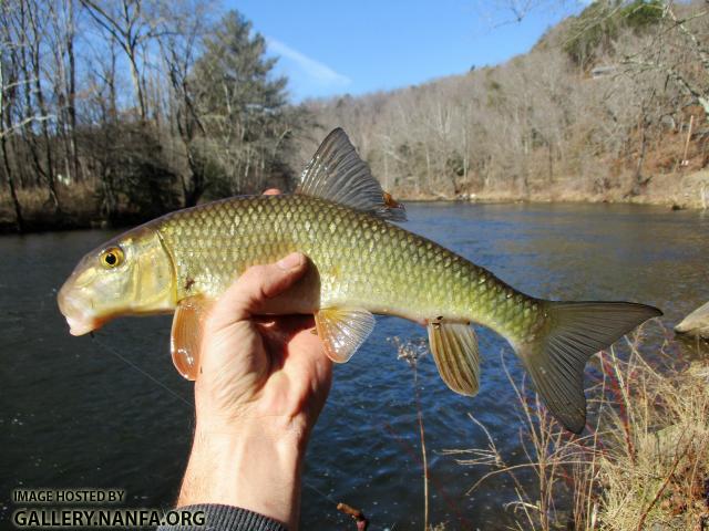 Golden Redhorse (87)