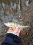 1/28/18 Congaree River, SC