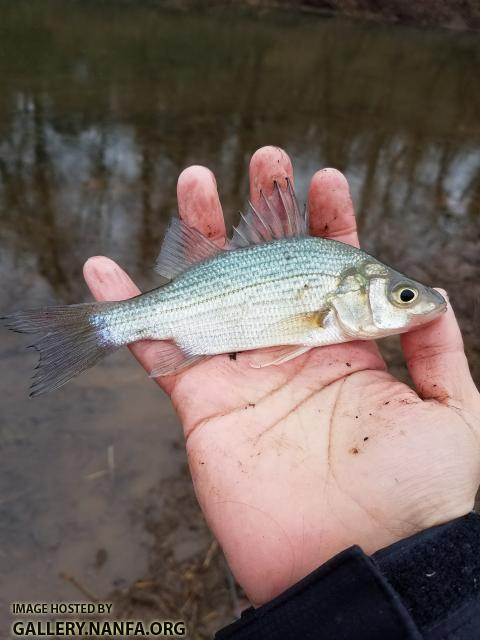 1/28/18 Congaree River, SC