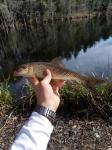 2/8/18 (Congaree River Basin), SC