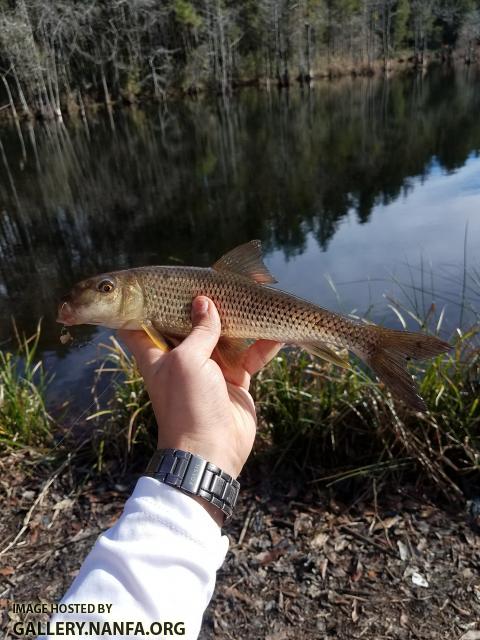 2/8/18 (Congaree River Basin), SC