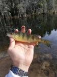 2/8/18 (Congaree River Basin), SC