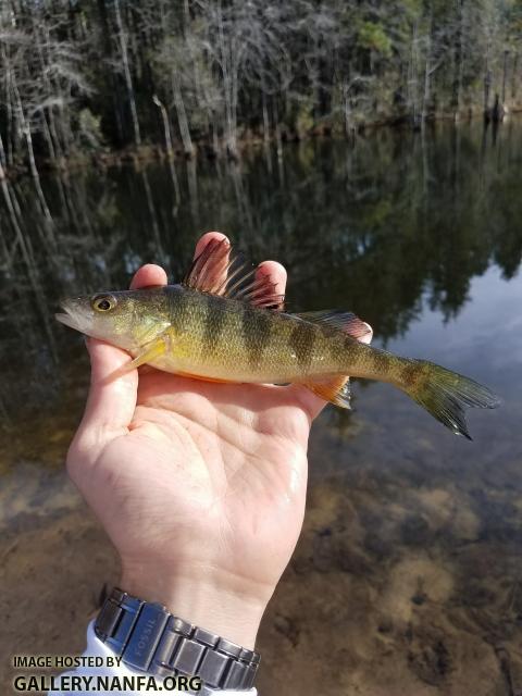 2/8/18 (Congaree River Basin), SC