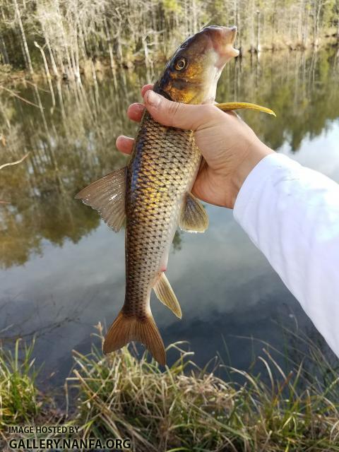 2/8/18 (Congaree River Basin), SC