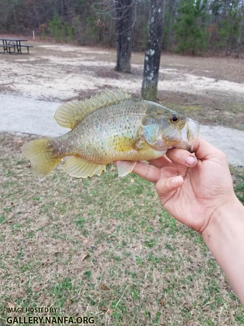 2/12/18 (Lower Saluda River Basin), SC