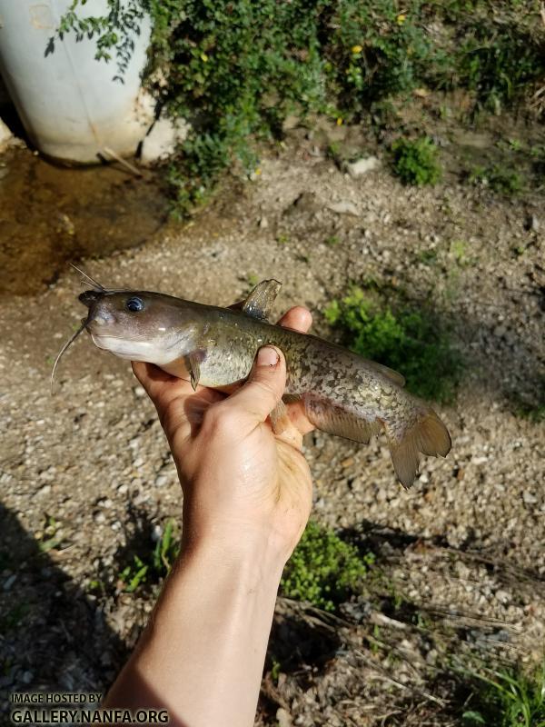 2/24/18 (Lower Saluda River Basin), SC