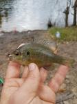 Juvenile, 2/25/18 (Congaree River Basin), SC