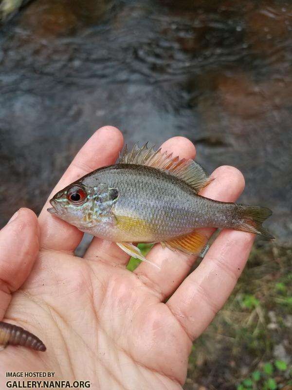 2/28/18 (Congaree River Basin), SC