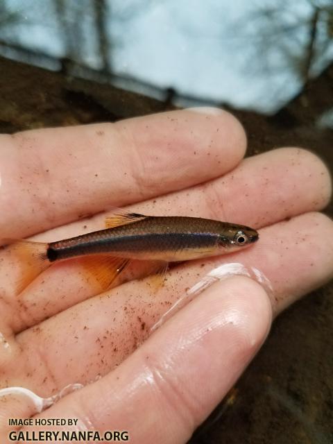 2/28/18 (Congaree River Basin), SC