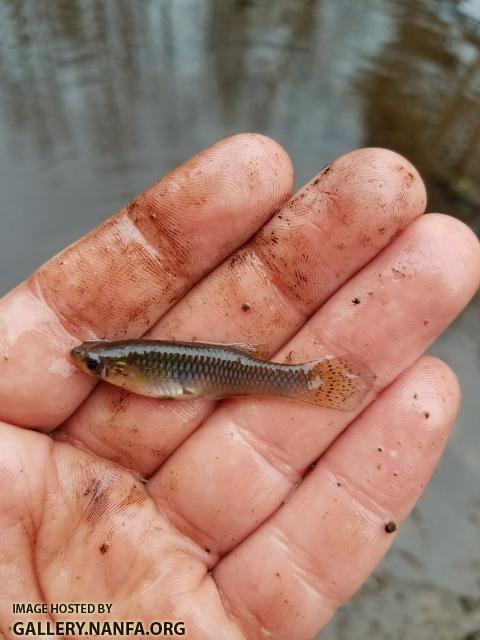 2/28/18 (Congaree River Basin), SC