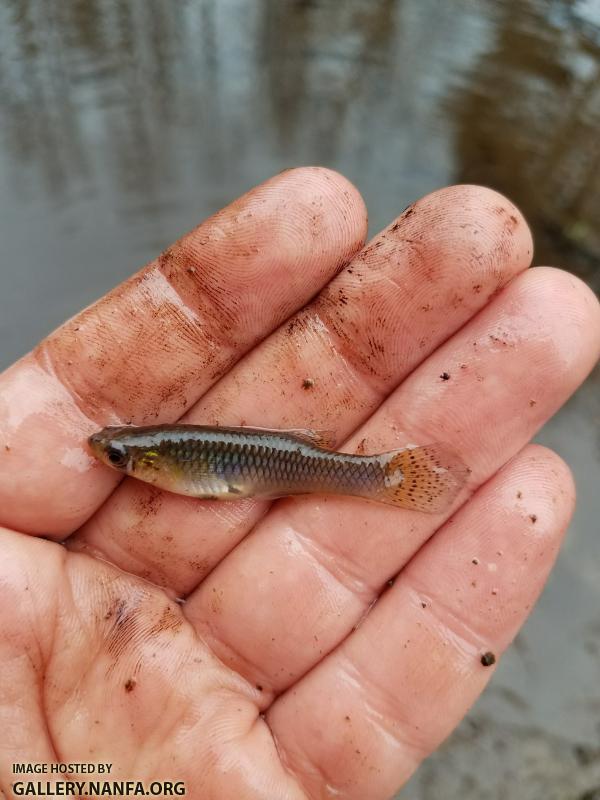 2/28/18 (Congaree River Basin), SC