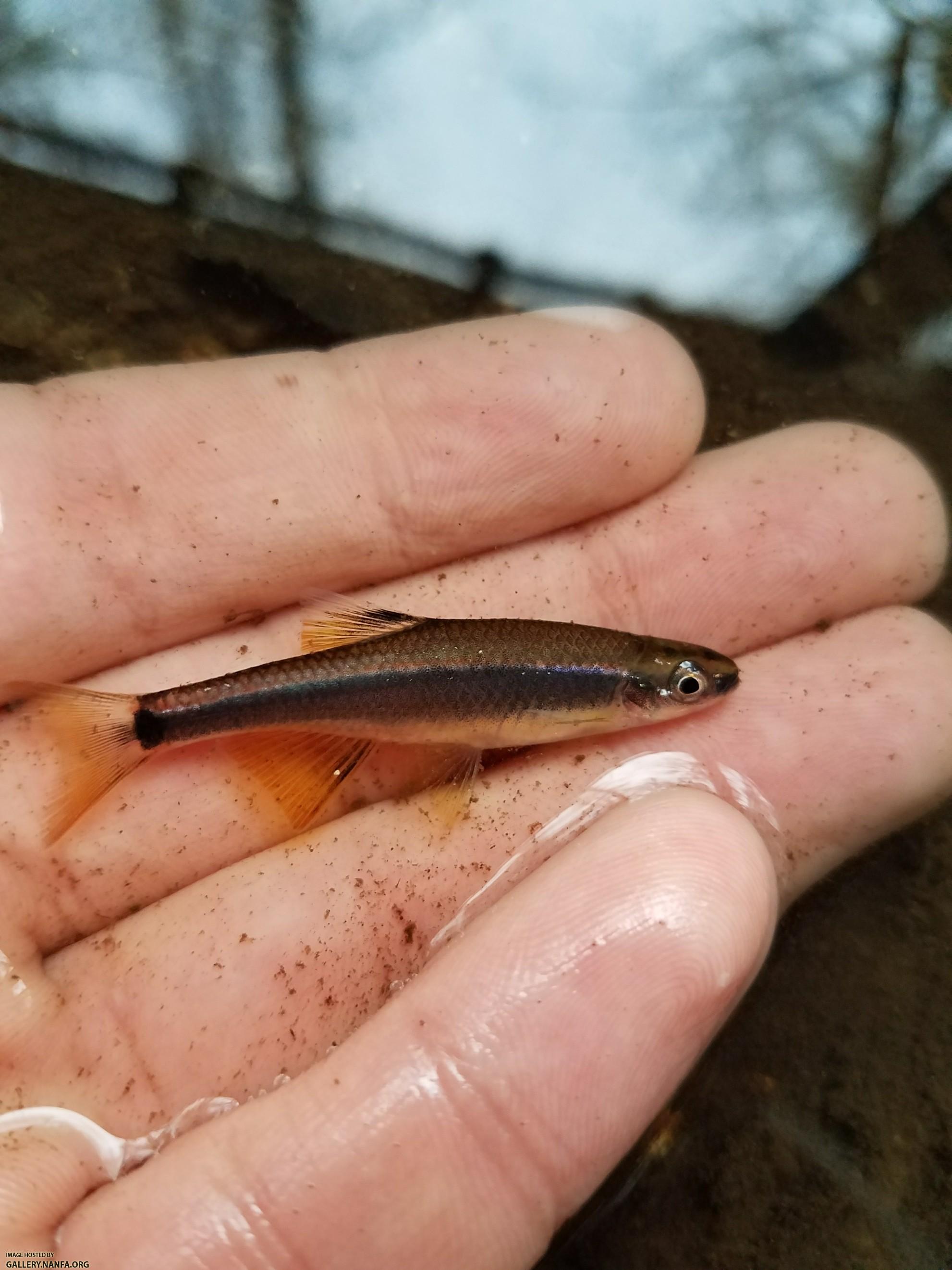 2/28/18 (Congaree River Basin), SC