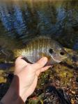 Coppernose Bluegill 3/23/18 Mount Pleasant, SC