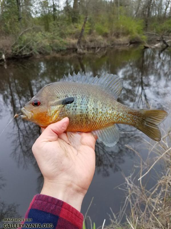 3/27/18 Edisto River, SC