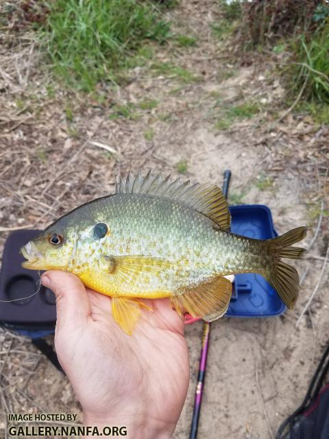 3/27/18 Edisto River, SC