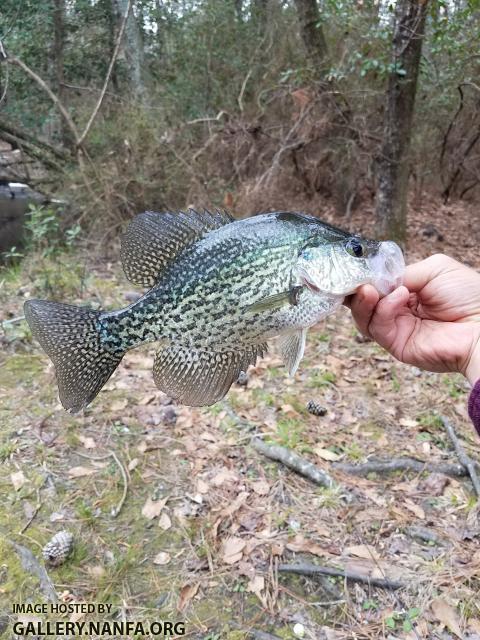 3/27/18 (Edisto River Basin), SC