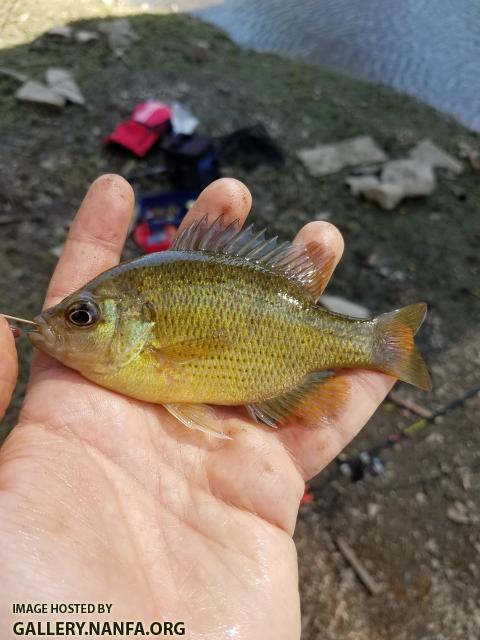 3/29/18 (Congaree River Basin), SC