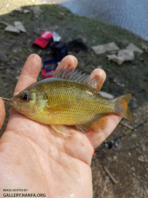 3/29/18 (Congaree River Basin), SC