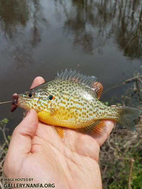 3/29/18 (Congaree River Basin), SC