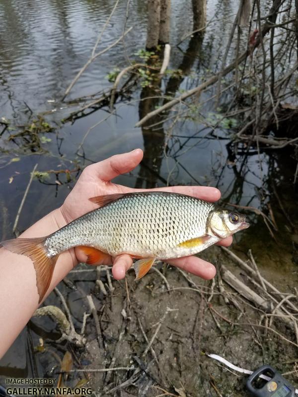 3/29/18 (Congaree River Basin), SC